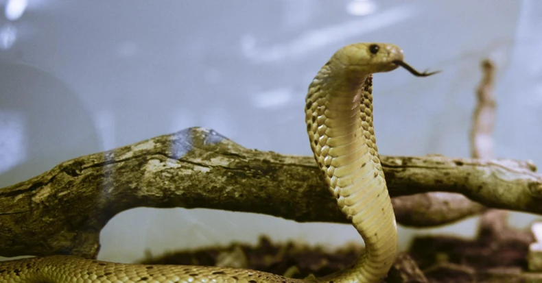 Dvogodišnjeg dečaka iz Indije napala smrtonosna kobra, on je ugrizao i ubio Foto: Drustvene mreze