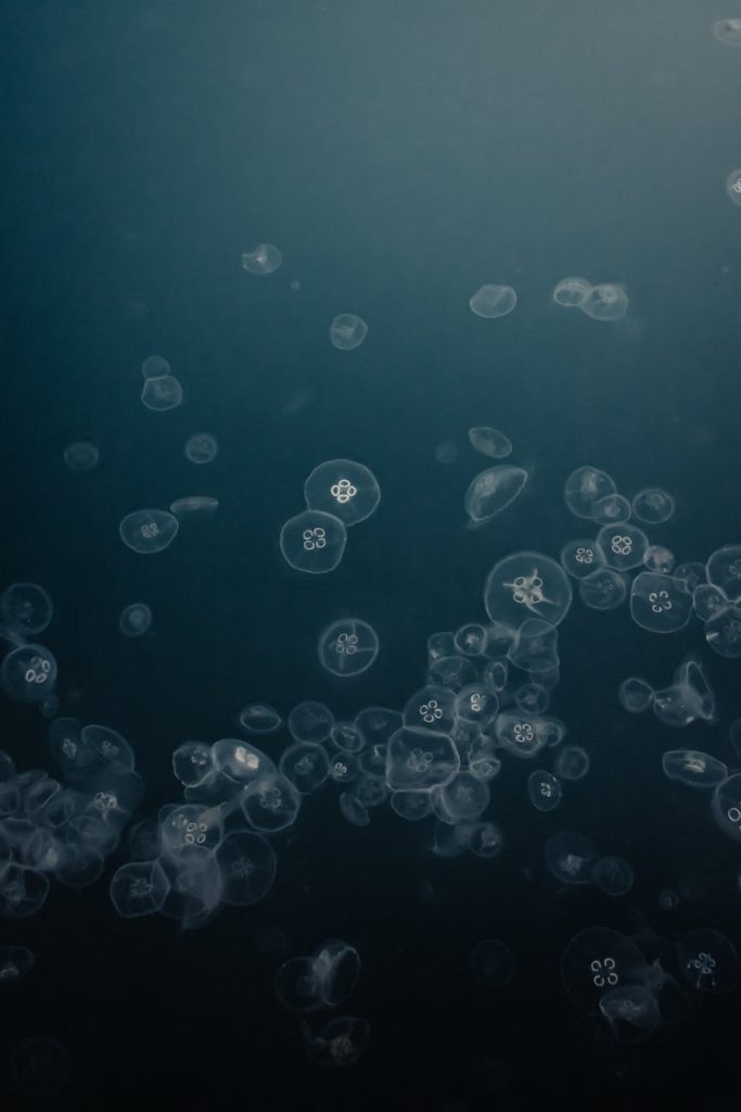 a jelly fish under the water