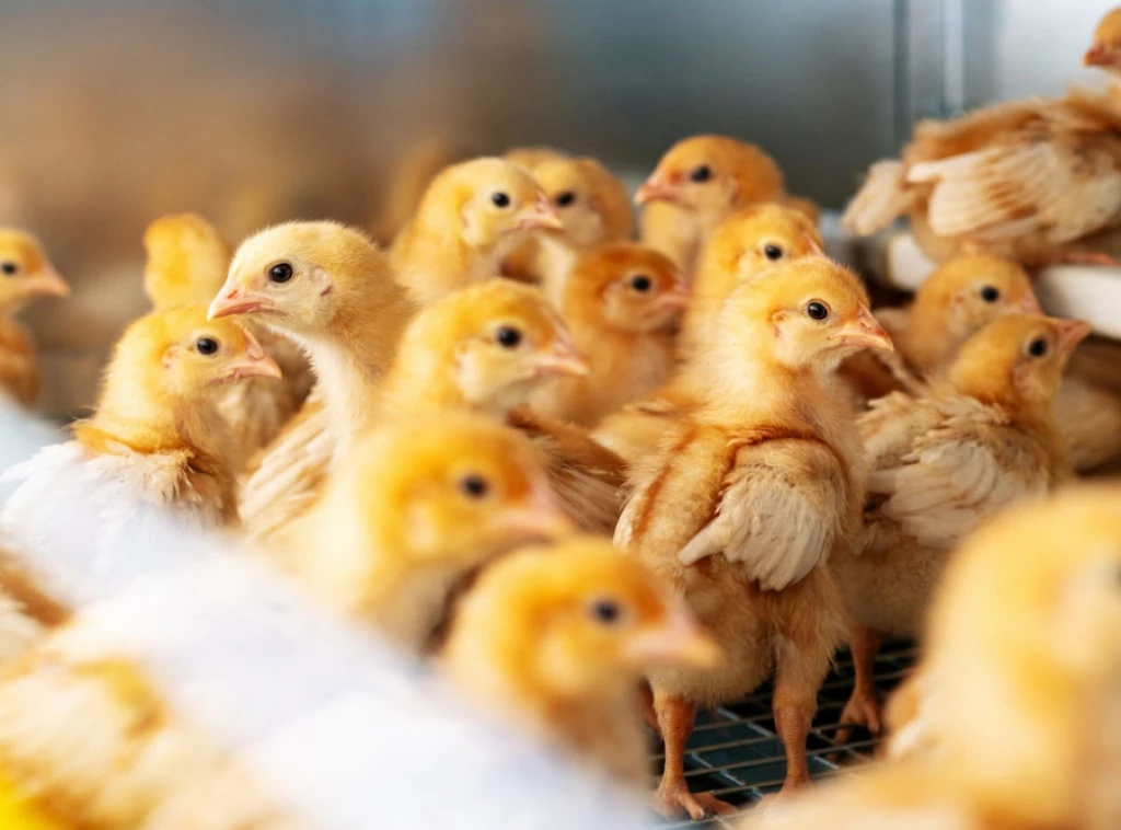 Foto: Shutterstock.com/Barillo_Images, ilustracija