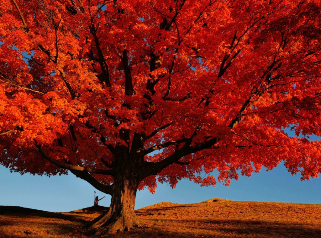 U Srbiji danas pretežno sunčano i toplo, temperature do 22 stepena Foto: AP Photo/Charlie Riedel