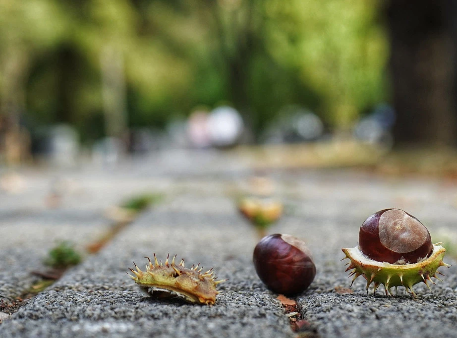 U Srbiji danas pretežno sunčano, temperature do 14 stepeni Foto: TANJUG/JOVANA KULAŠEVIĆ